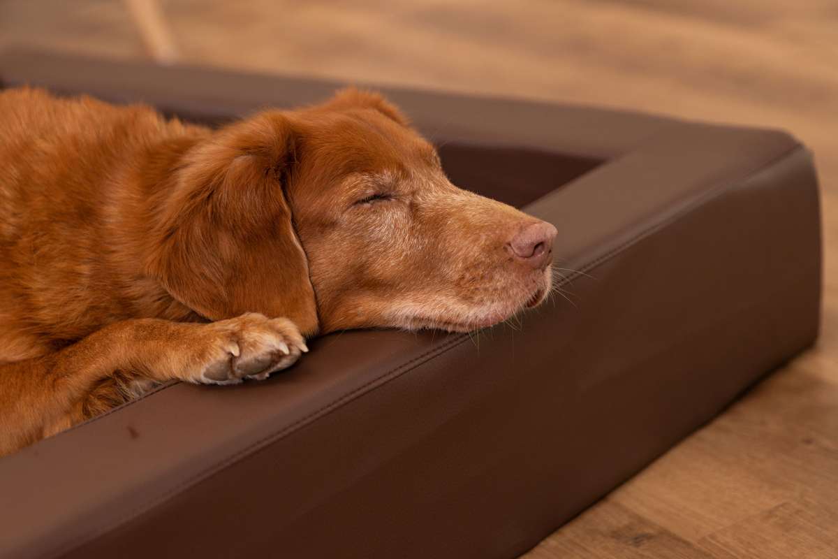 PetSafe SOLVIT Autohundebett Größe L – Braun, Waschbar Mit Sicherheitsgurtschlitzen